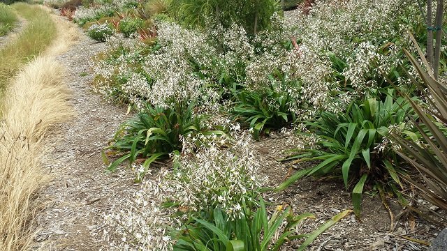 Plantings 6. Cambridge Tree Trust.